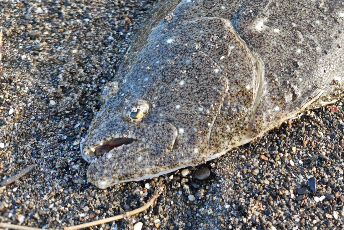 今年の運勢は!?【外房エリアでサーフフィッシング】