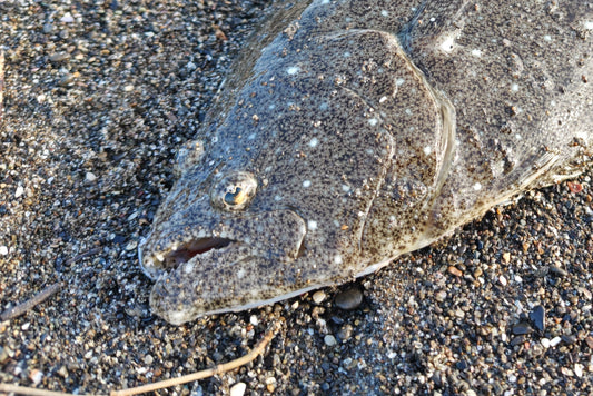 今年の運勢は!?【外房エリアでサーフフィッシング】