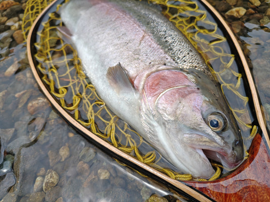 スタッフ釣行ブログ【6月の箒川釣行】