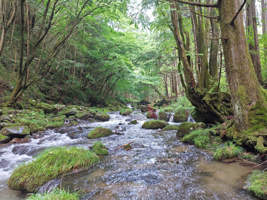 都心は暑くても！【茨城県大北川釣行】