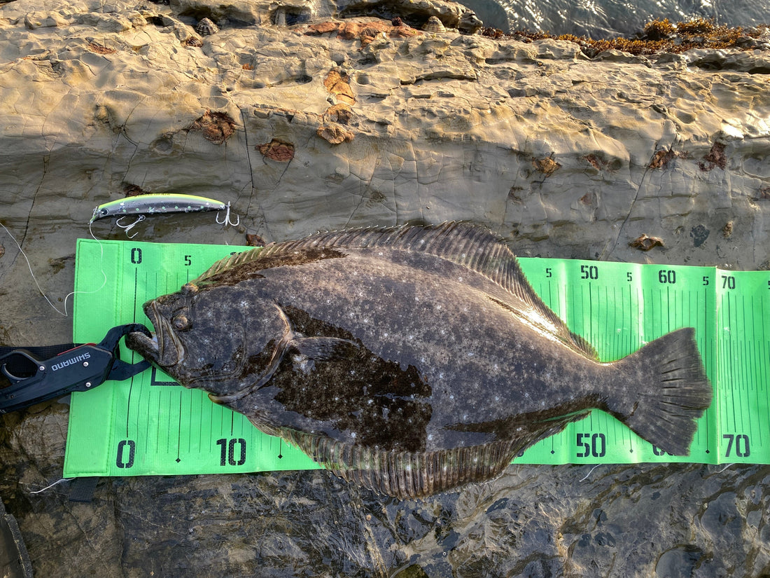磯ヒラスズキしていたらまたあの魚！？