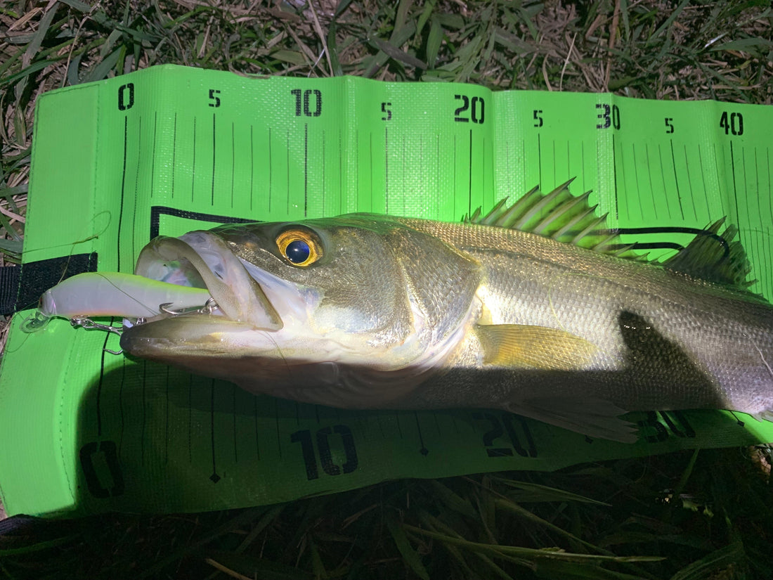 10月下旬千葉県シーバス釣行